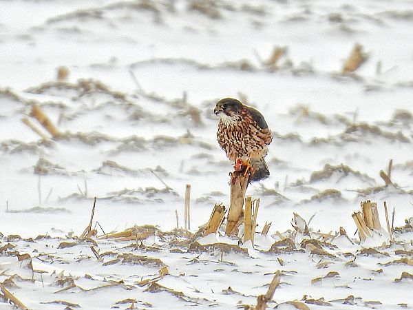 drzemlik  - Kacper Mikulski