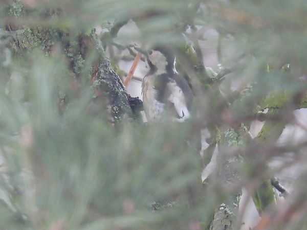 dzięcioł białoszyi  - Kacper Mikulski