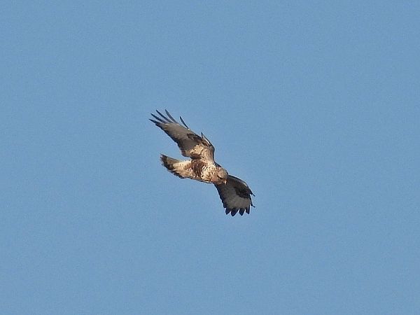 myszołów włochaty  - Kacper Mikulski