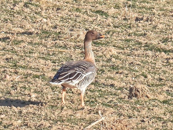 Oie de la toundra  - Kacper Mikulski