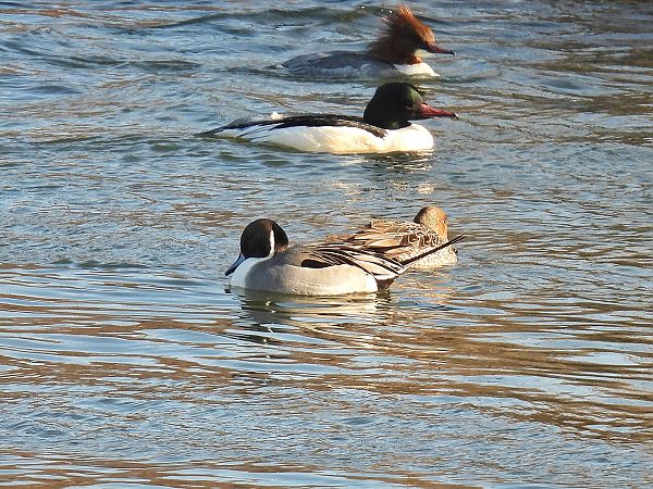 Spiessente  - Kacper Mikulski