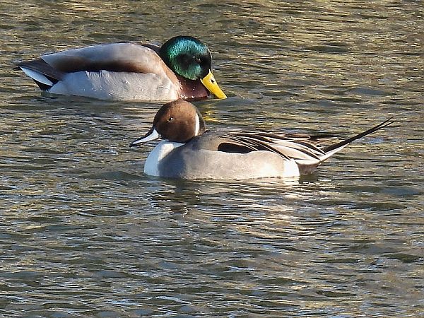 Spiessente  - Kacper Mikulski