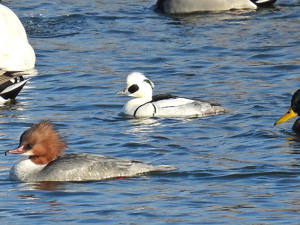 bielaczek  - Kacper Mikulski