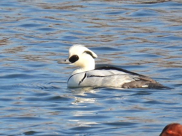 bielaczek  - Kacper Mikulski