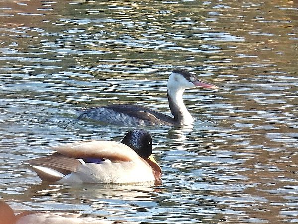 Grèbe huppé  - Kacper Mikulski