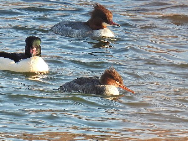 Harle huppé  - Kacper Mikulski