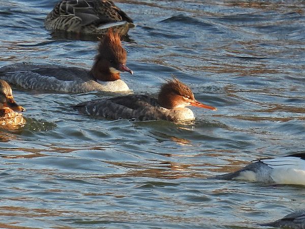 Mittelsäger  - Kacper Mikulski