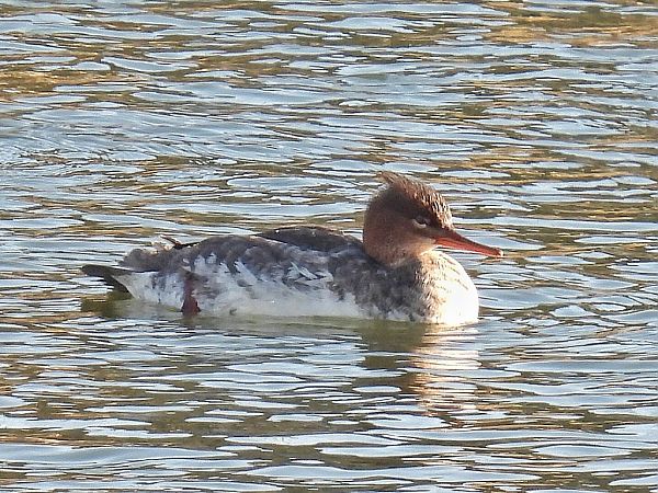 Mittelsäger  - Kacper Mikulski