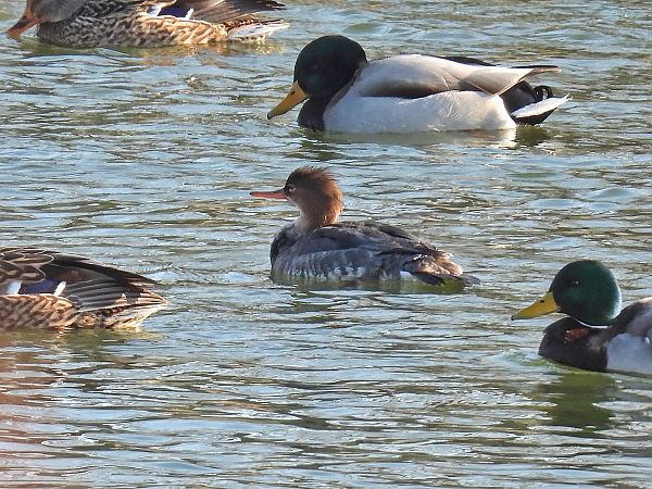 Mittelsäger  - Kacper Mikulski