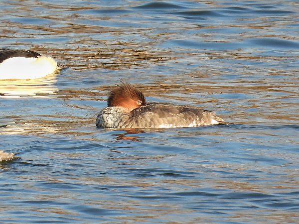 Mittelsäger  - Kacper Mikulski