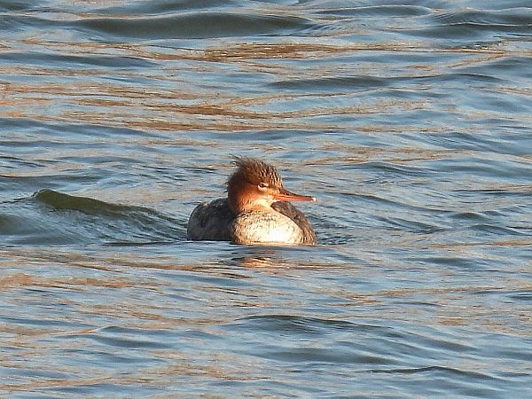 Mittelsäger  - Kacper Mikulski