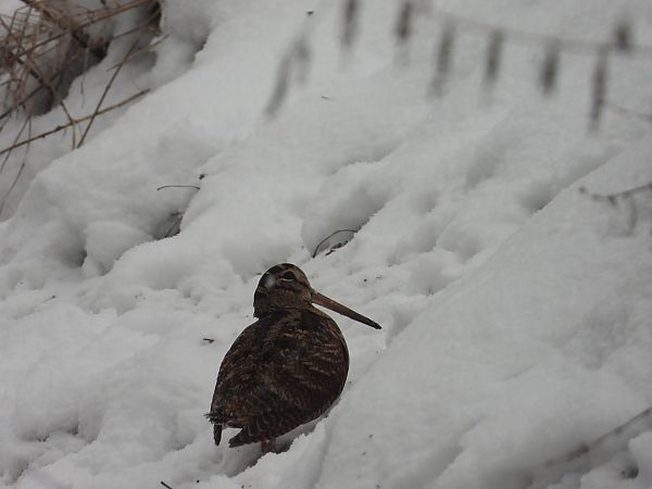 słonka  - Adrian Dudkiewicz