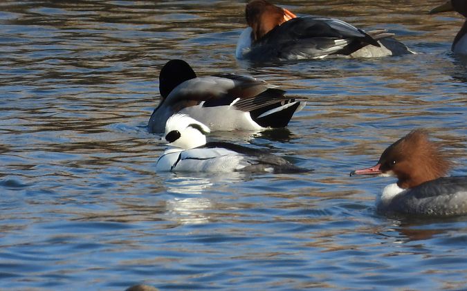 bielaczek  - Adrian Dudkiewicz