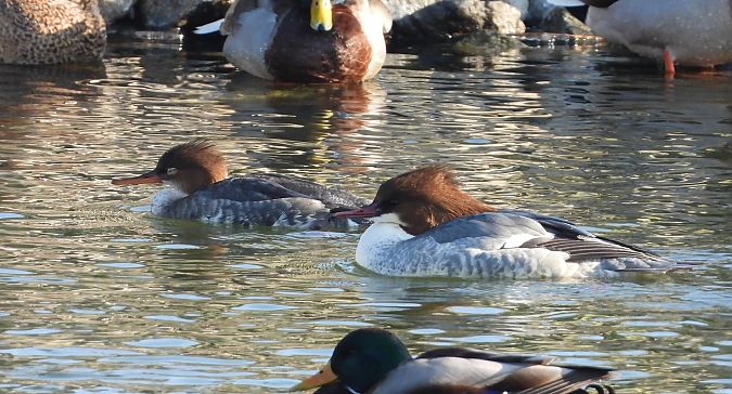 Mittelsäger  - Adrian Dudkiewicz