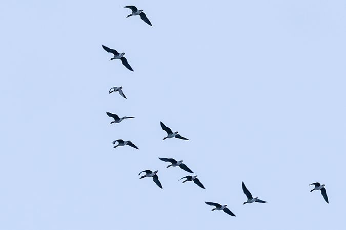 ohar  - Mariusz Lizoń