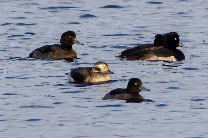 lodówka  - Mariusz Lizoń