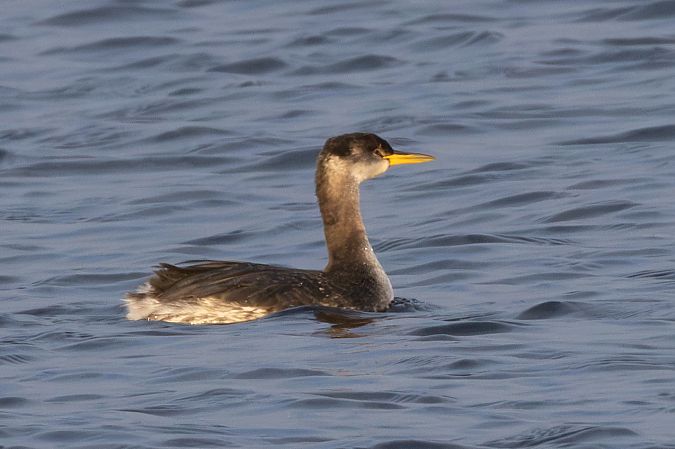 perkoz rdzawoszyi  - Mariusz Lizoń