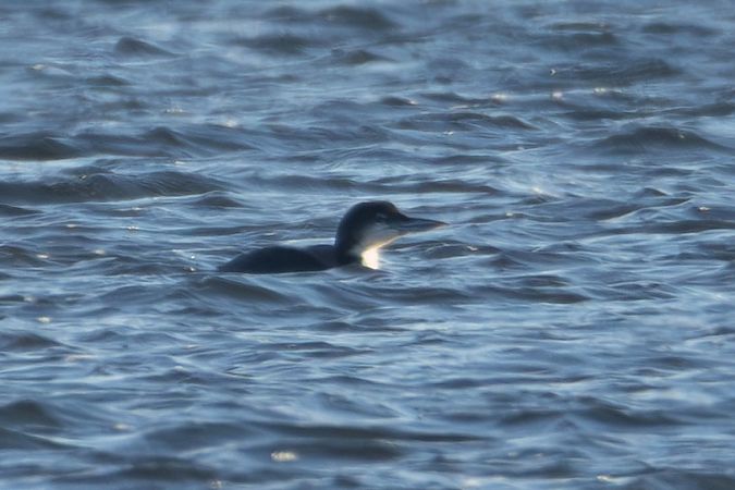 lodowiec  - Mariusz Lizoń