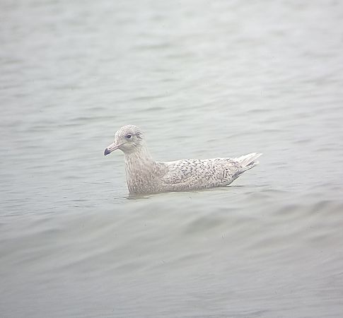 mewa blada  - Eryk Miksa