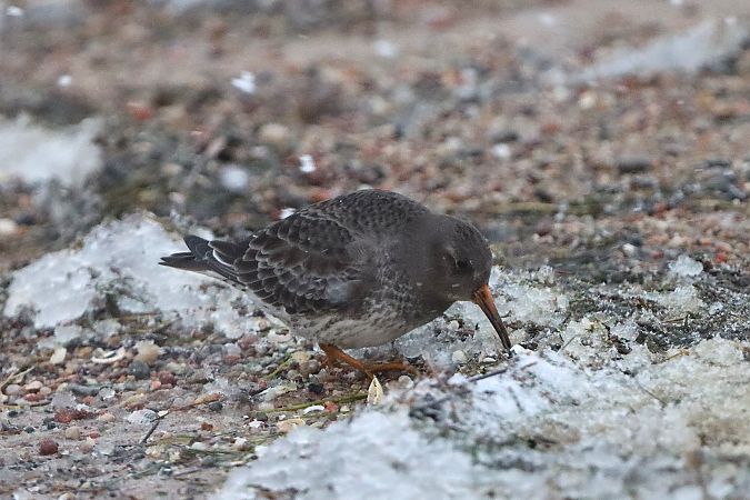 biegus morski  - Justyna Izworska