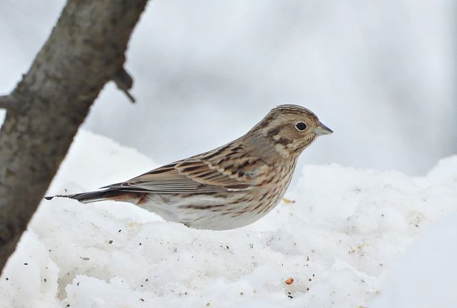 trznadel białogłowy  - Jan Kotlarz