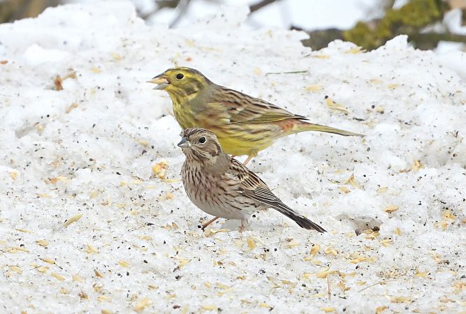 trznadel białogłowy  - Jan Kotlarz