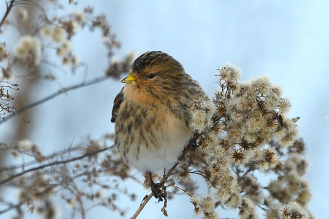 rzepołuch  - Jakub Pesta