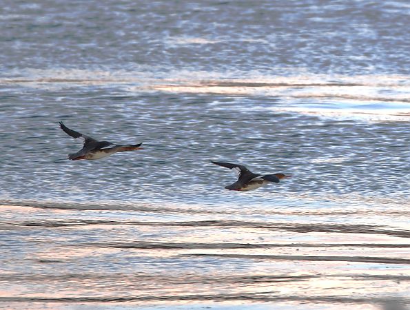 szlachar  - Jakub Pesta