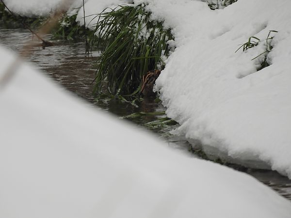 bekasik  - Marek Bebłot