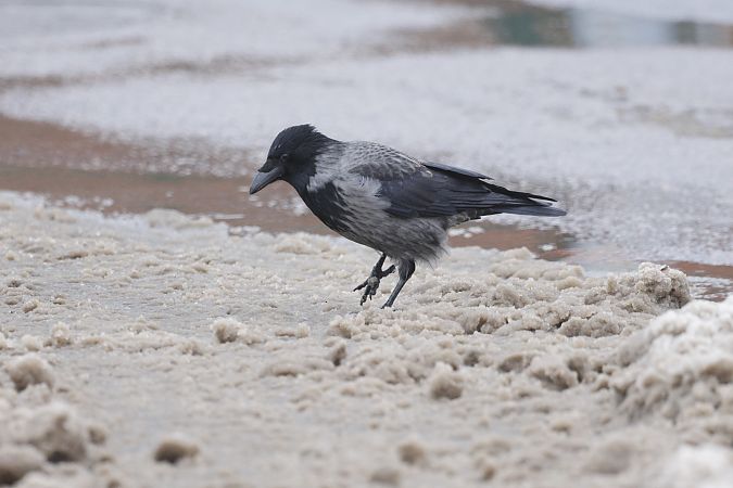 czarnowron x wrona siwa  - Piotr Janowicz