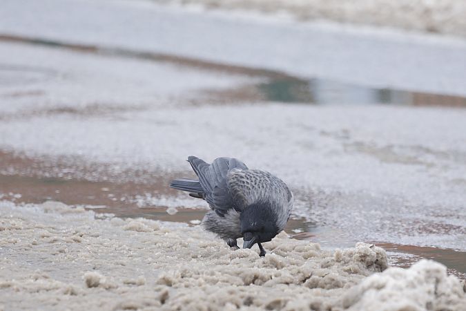 czarnowron x wrona siwa  - Piotr Janowicz