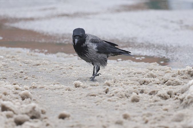 czarnowron x wrona siwa  - Piotr Janowicz