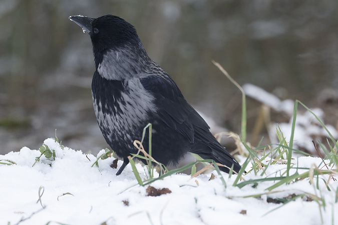 czarnowron x wrona siwa  - Piotr Janowicz