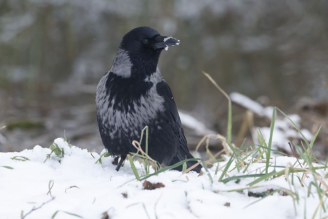 czarnowron x wrona siwa  - Piotr Janowicz