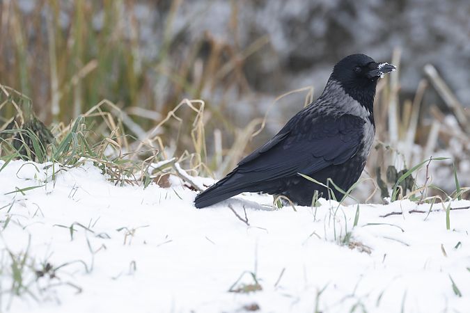 czarnowron x wrona siwa  - Piotr Janowicz