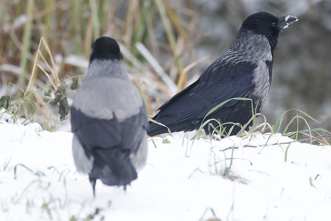 czarnowron x wrona siwa  - Piotr Janowicz