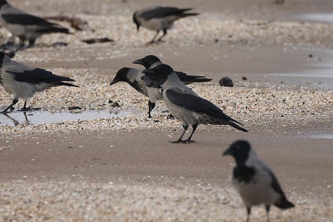 czarnowron x wrona siwa  - Piotr Janowicz