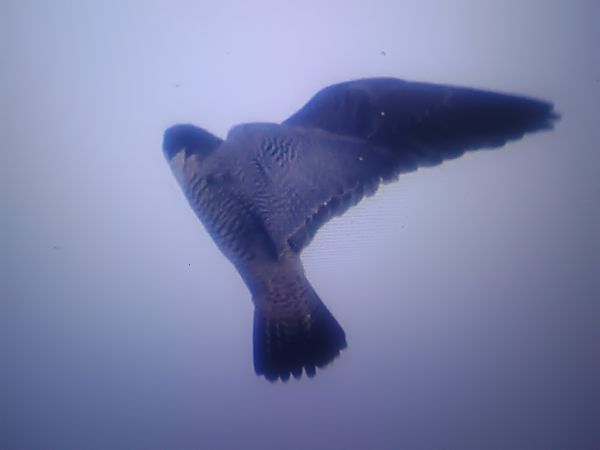 sokół wędrowny  - Piotr Janowicz