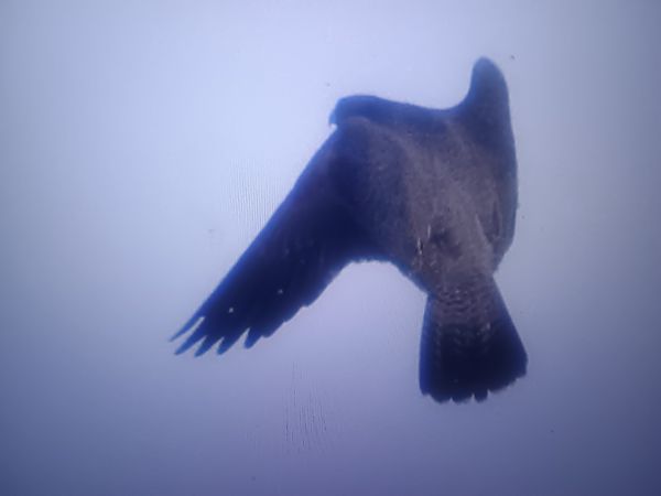 sokół wędrowny  - Piotr Janowicz