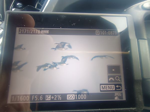 bernikla kanadyjska  - Piotr Janowicz