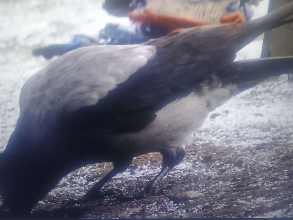 czarnowron x wrona siwa  - Piotr Janowicz