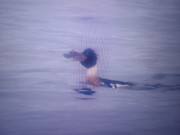 Harle huppé  - Piotr Janowicz