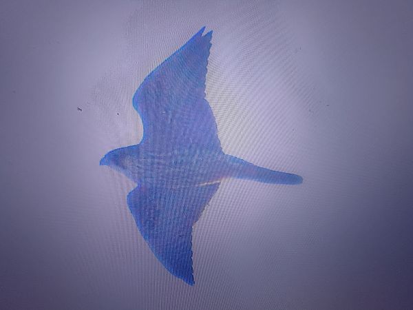 sokół wędrowny  - Piotr Janowicz