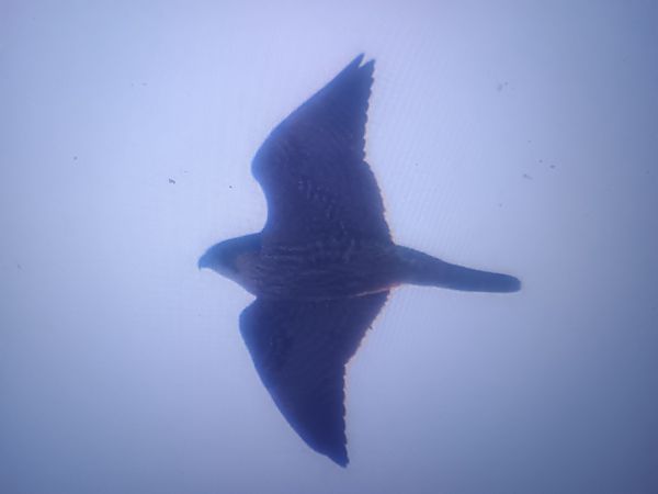 Wanderfalke  - Piotr Janowicz