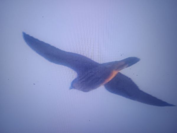 Wanderfalke  - Piotr Janowicz