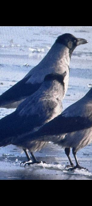 czarnowron x wrona siwa  - Piotr Janowicz