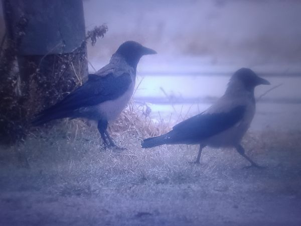 czarnowron x wrona siwa  - Piotr Janowicz