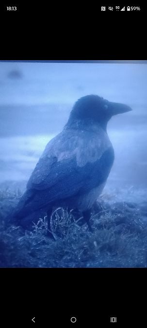 czarnowron x wrona siwa  - Piotr Janowicz