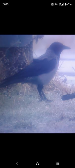 czarnowron x wrona siwa  - Piotr Janowicz