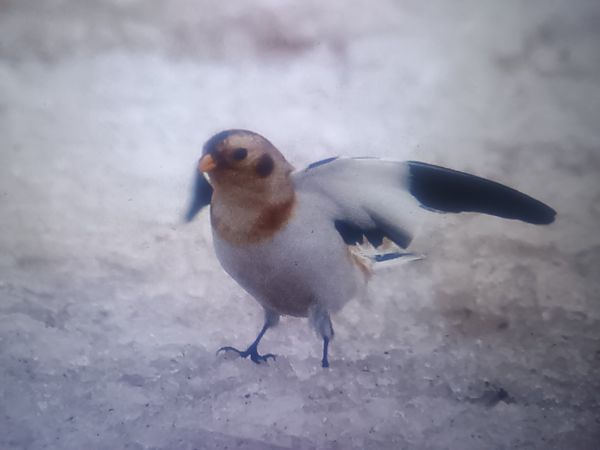 Schneeammer  - Piotr Janowicz